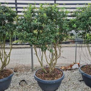 Osmanthus × burkwoodii 150-175 cm